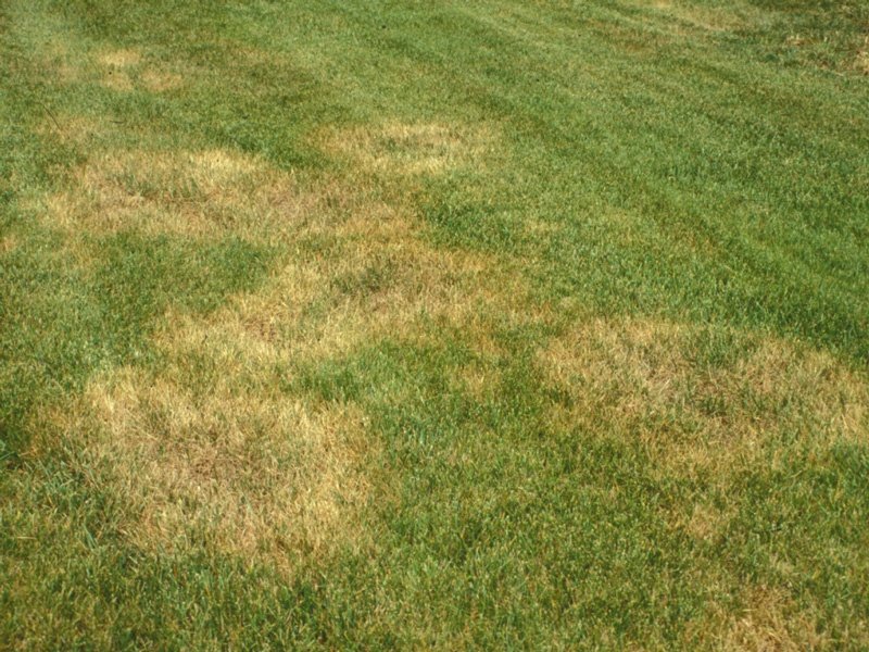 A lawn with brown stressed patches
