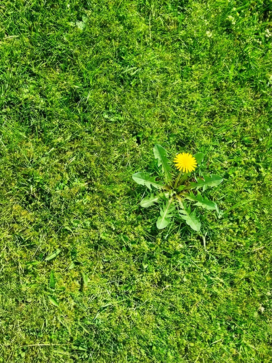 A dandelion growing in a lawn