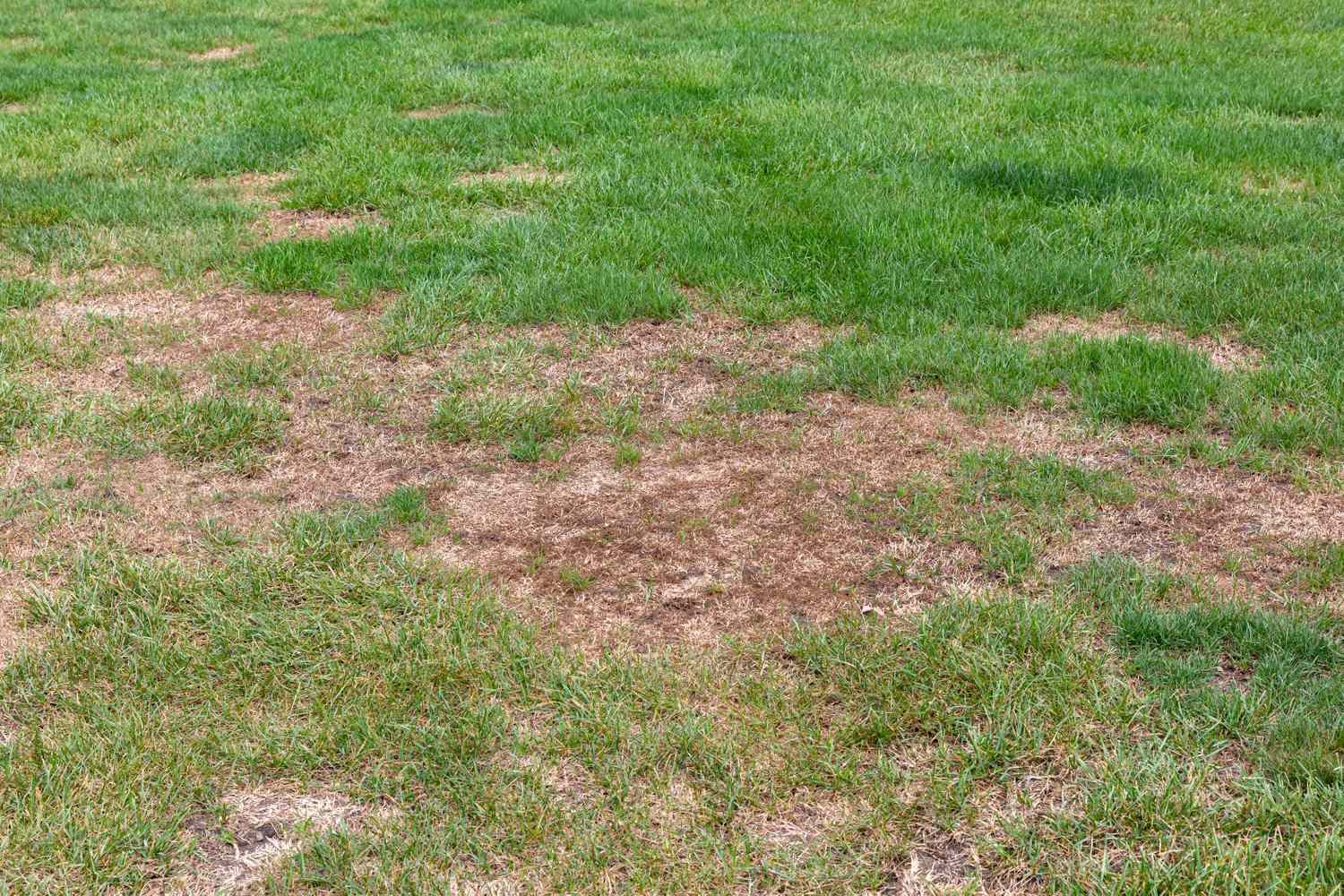 A lawn with large patchy areas